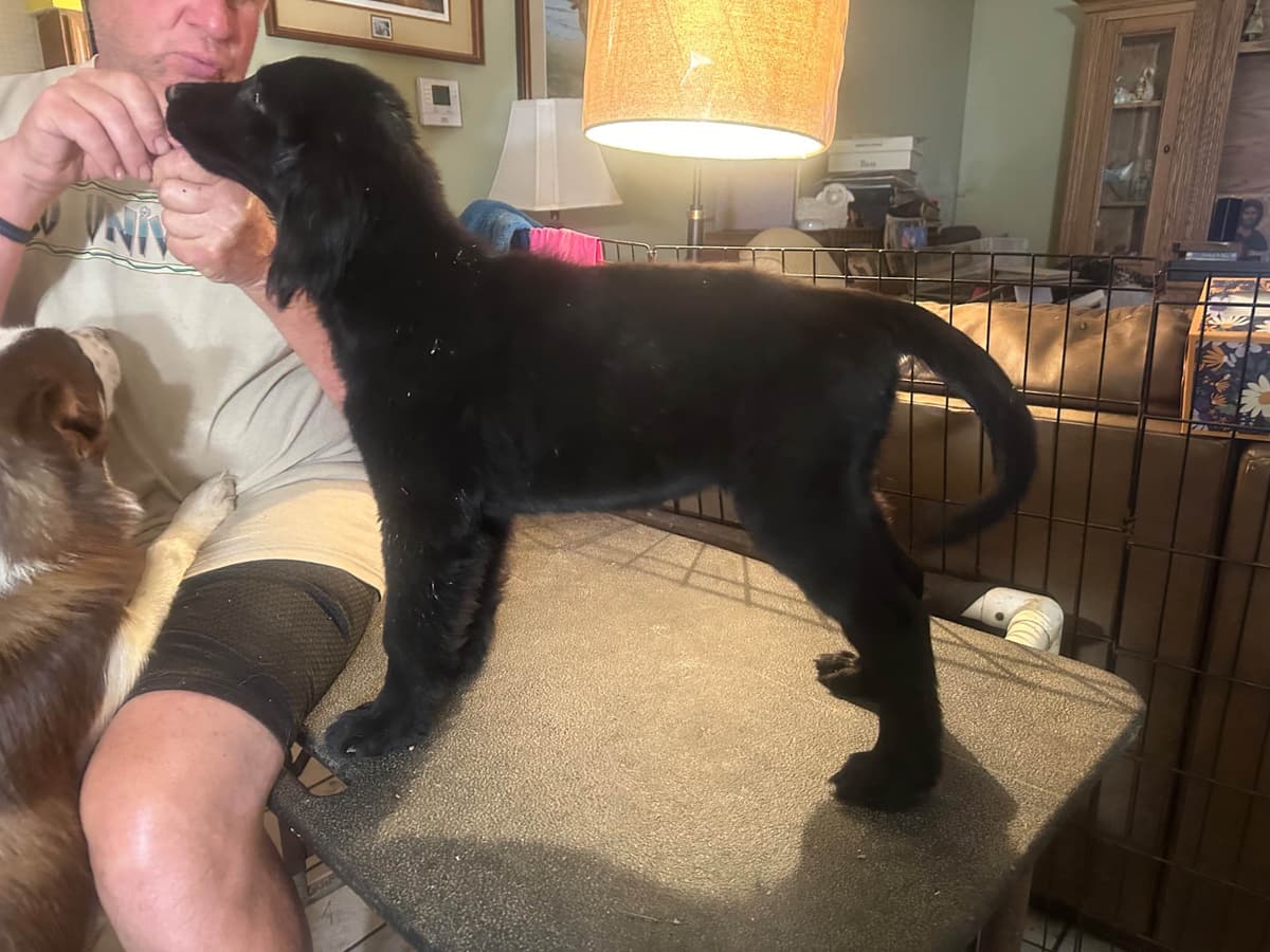 Loveable Flat-Coated Retriever Puppies breeder image 6