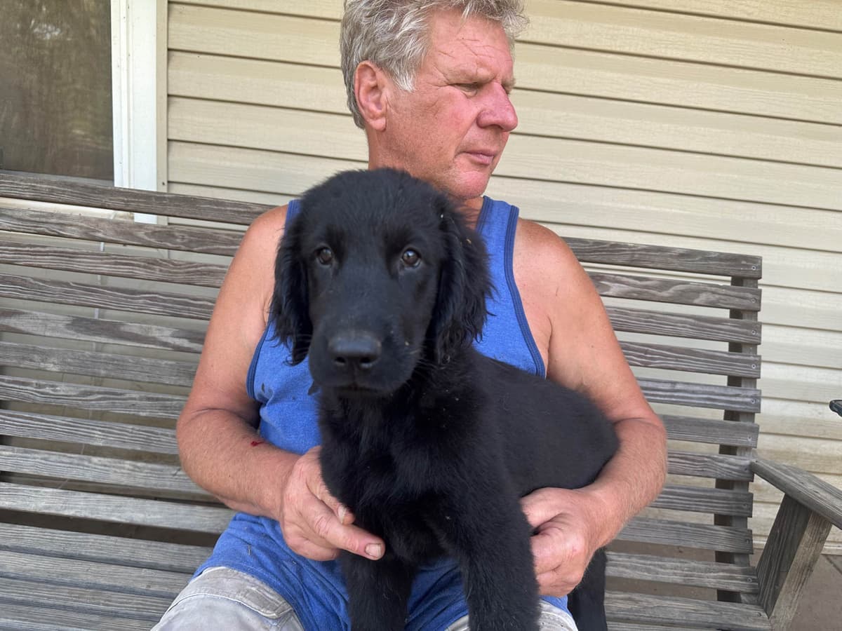 Loveable Flat-Coated Retriever Puppies breeder image 7