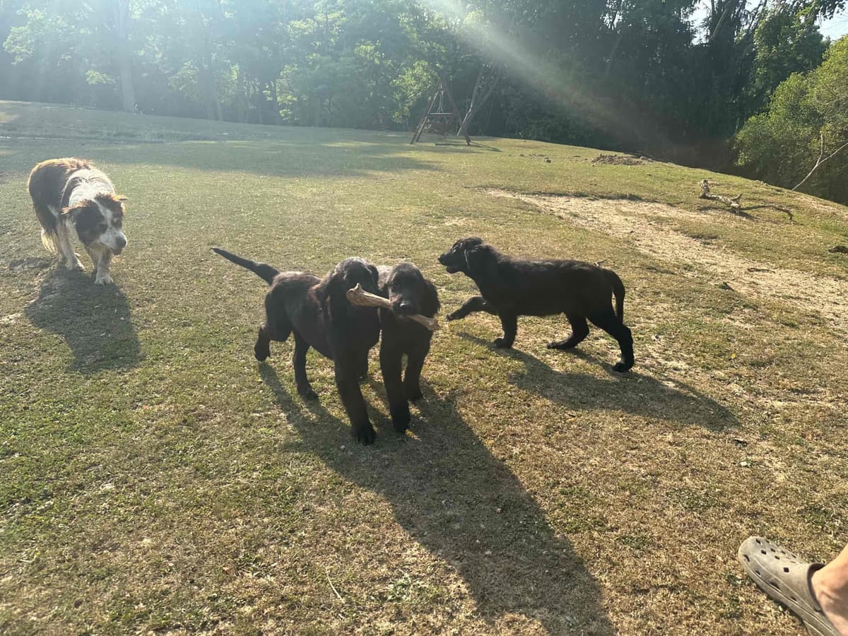 Loveable Flat-Coated Retriever Puppies breeder image 8