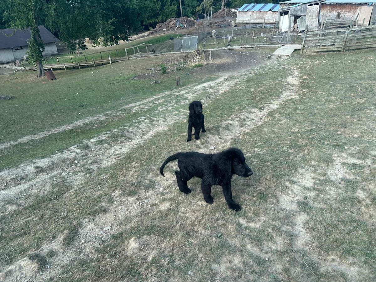 Loveable Flat-Coated Retriever Puppies breeder image 13