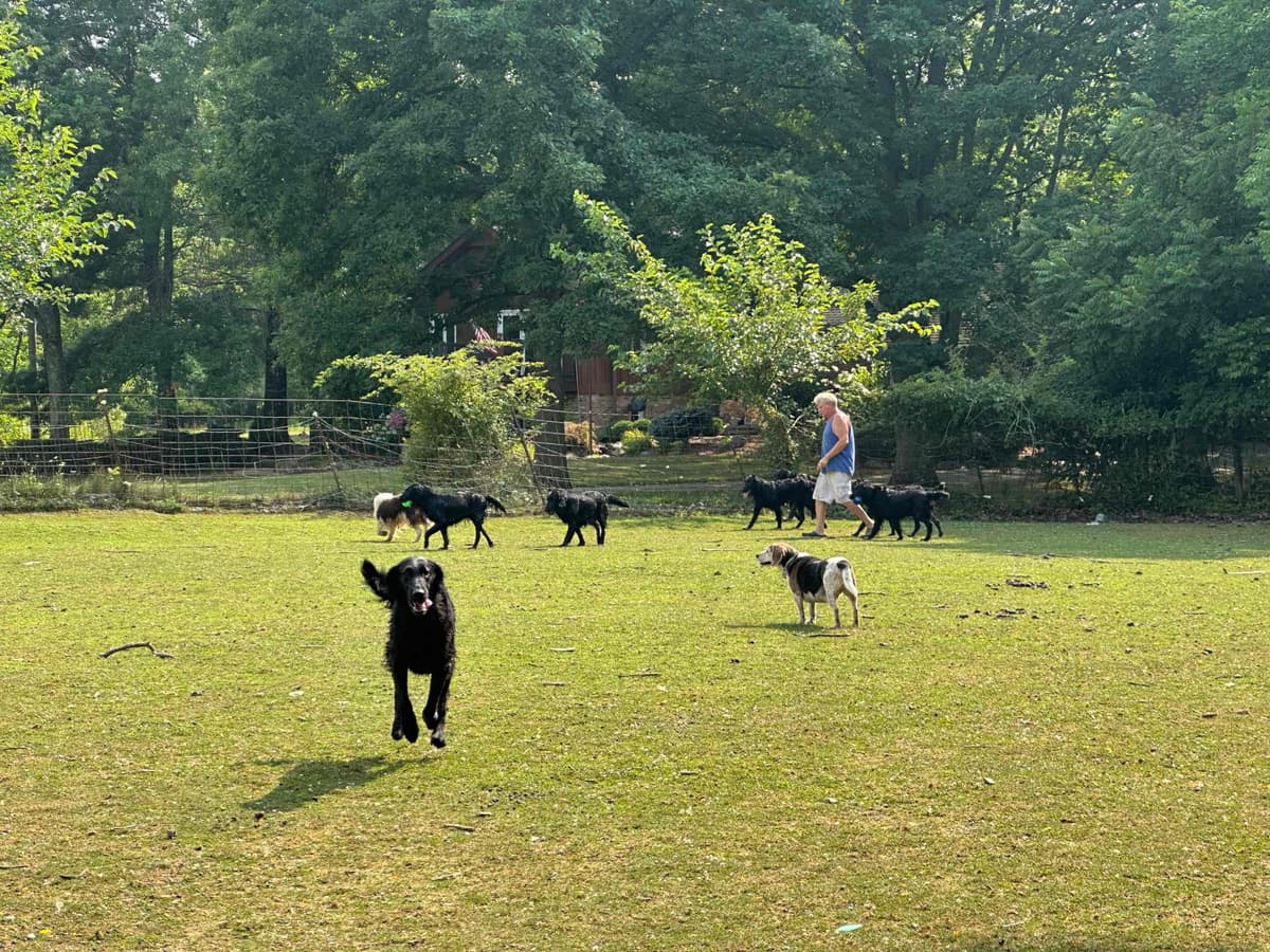 Loveable Flat-Coated Retriever Puppies breeder image 10