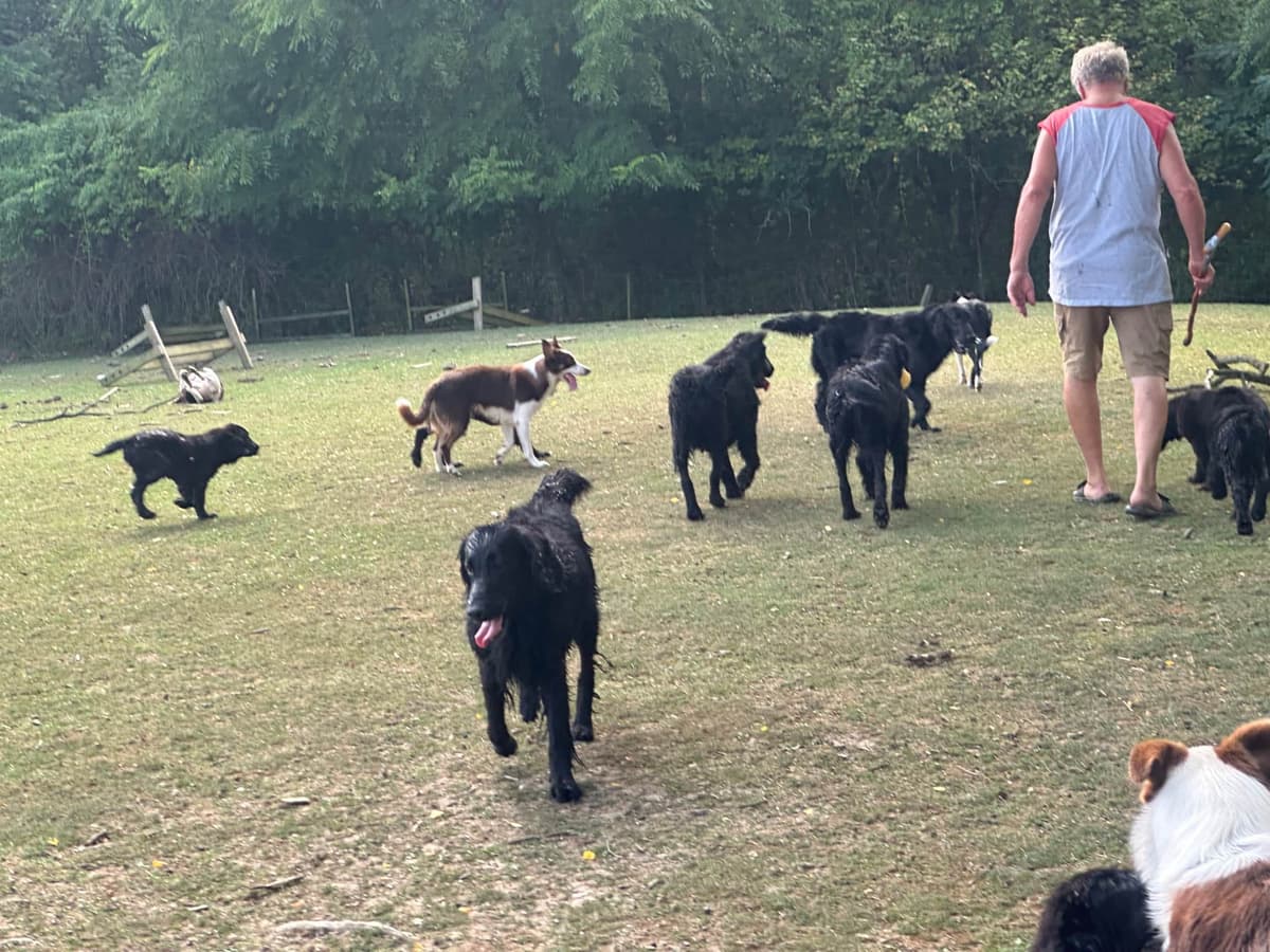 Loveable Flat-Coated Retriever Puppies breeder image 15