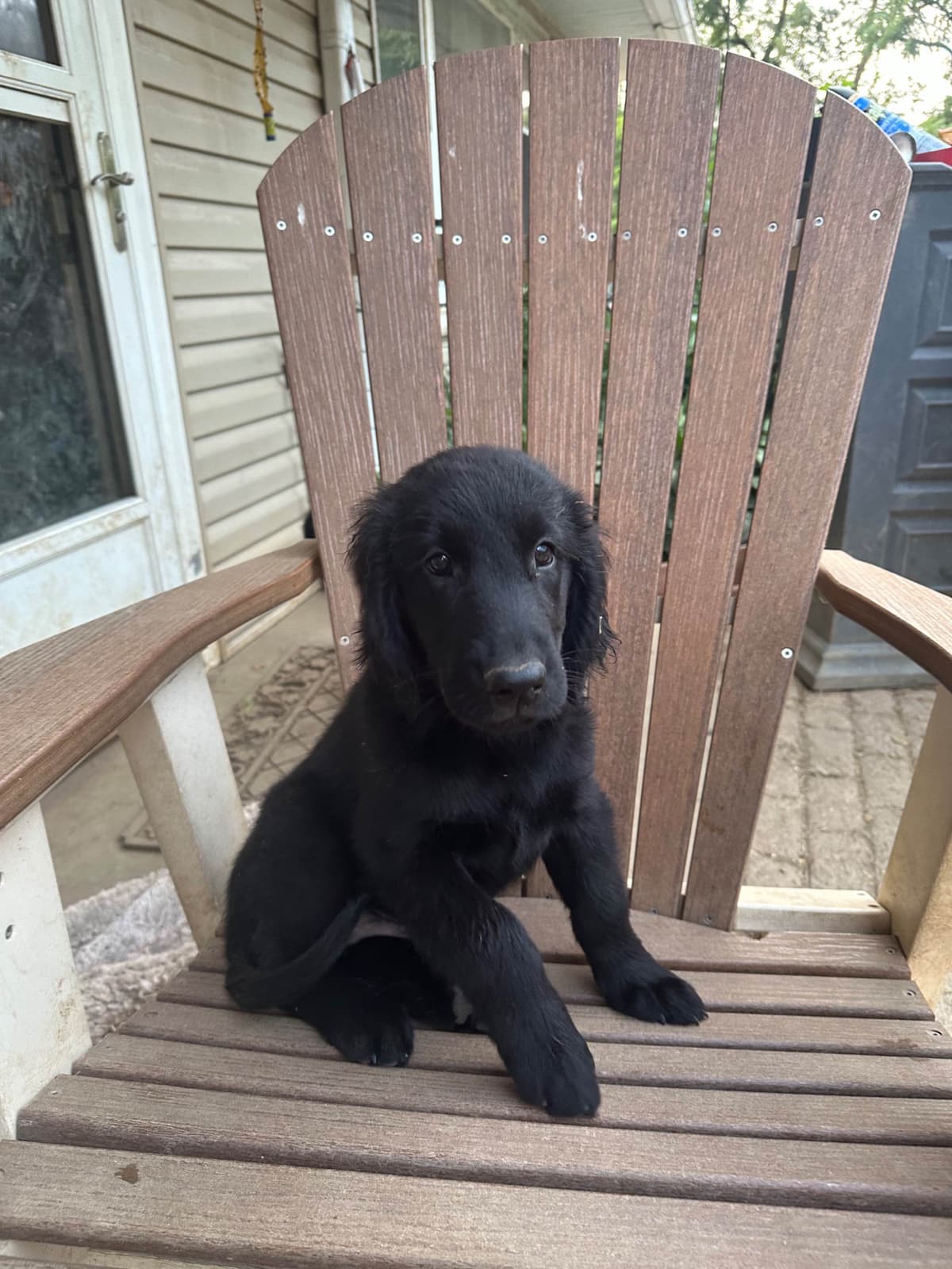 Loveable Flat-Coated Retriever Puppies breeder image 12