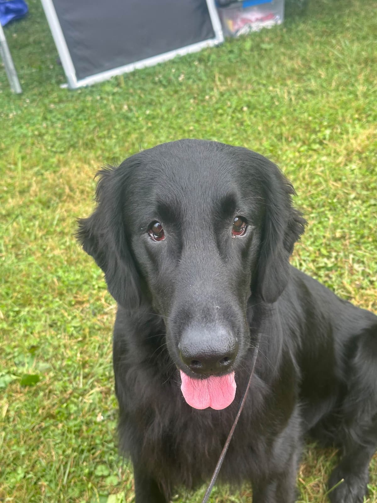 Loveable Flat-Coated Retriever Puppies breeder image 18