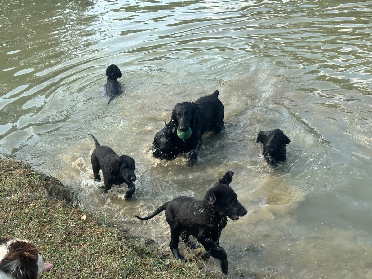 Loveable Flat-Coated Retriever Puppies breeder image 17