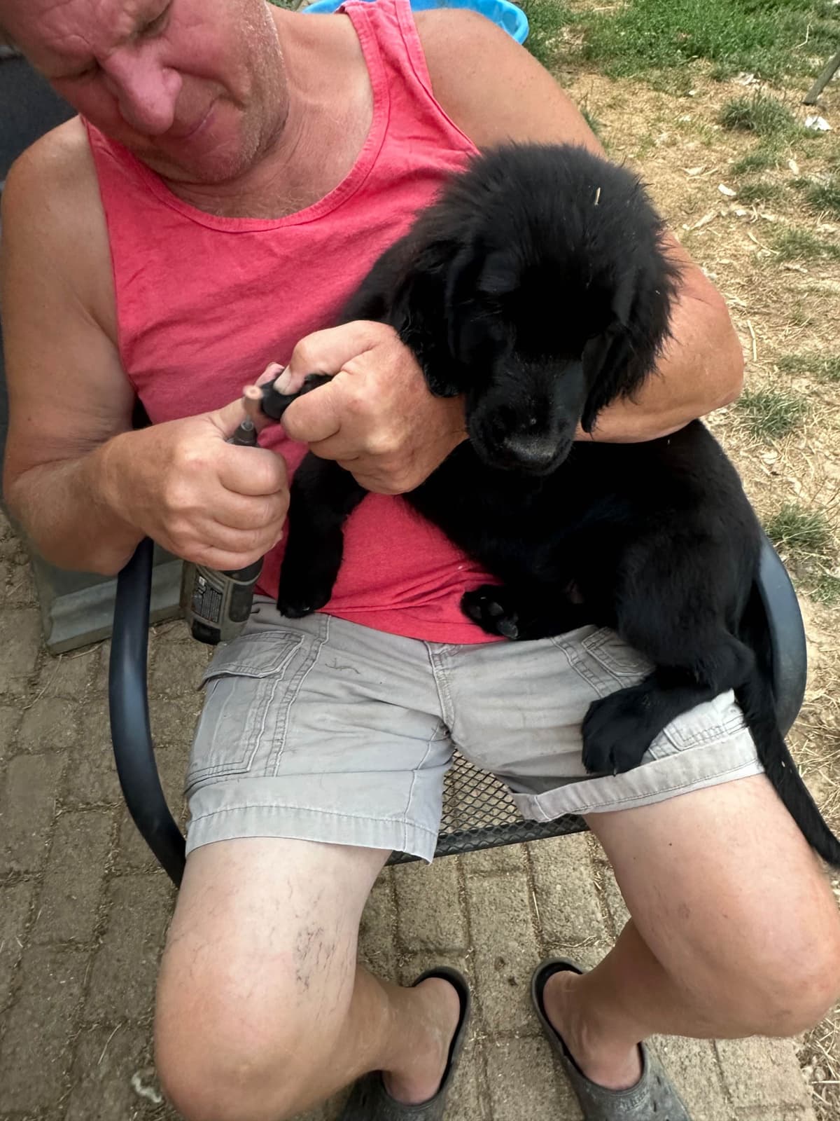 Loveable Flat-Coated Retriever Puppies breeder image 19