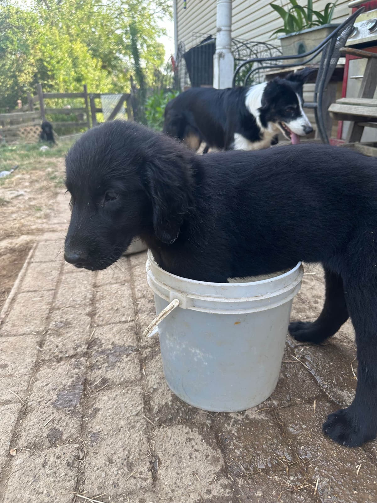 Loveable Flat-Coated Retriever Puppies breeder image 20