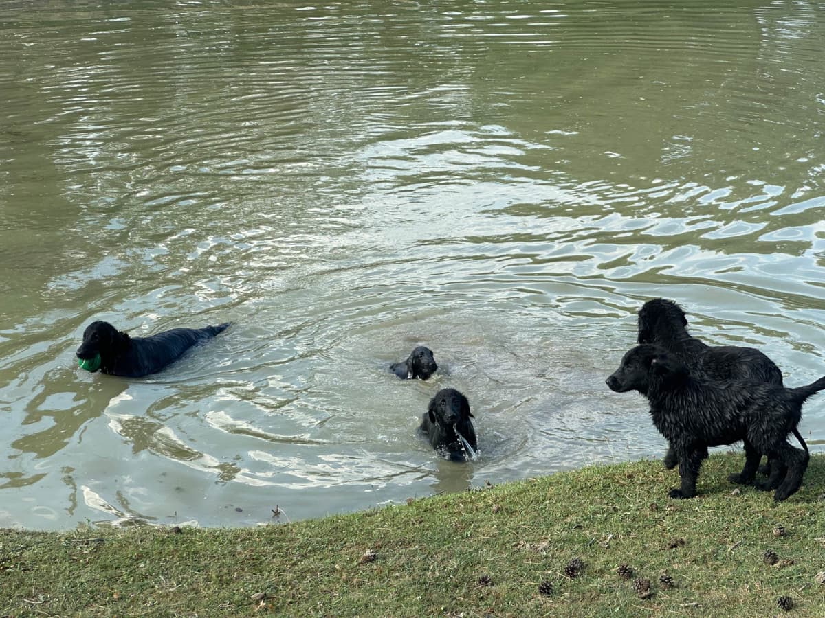 Loveable Flat-Coated Retriever Puppies breeder image 14