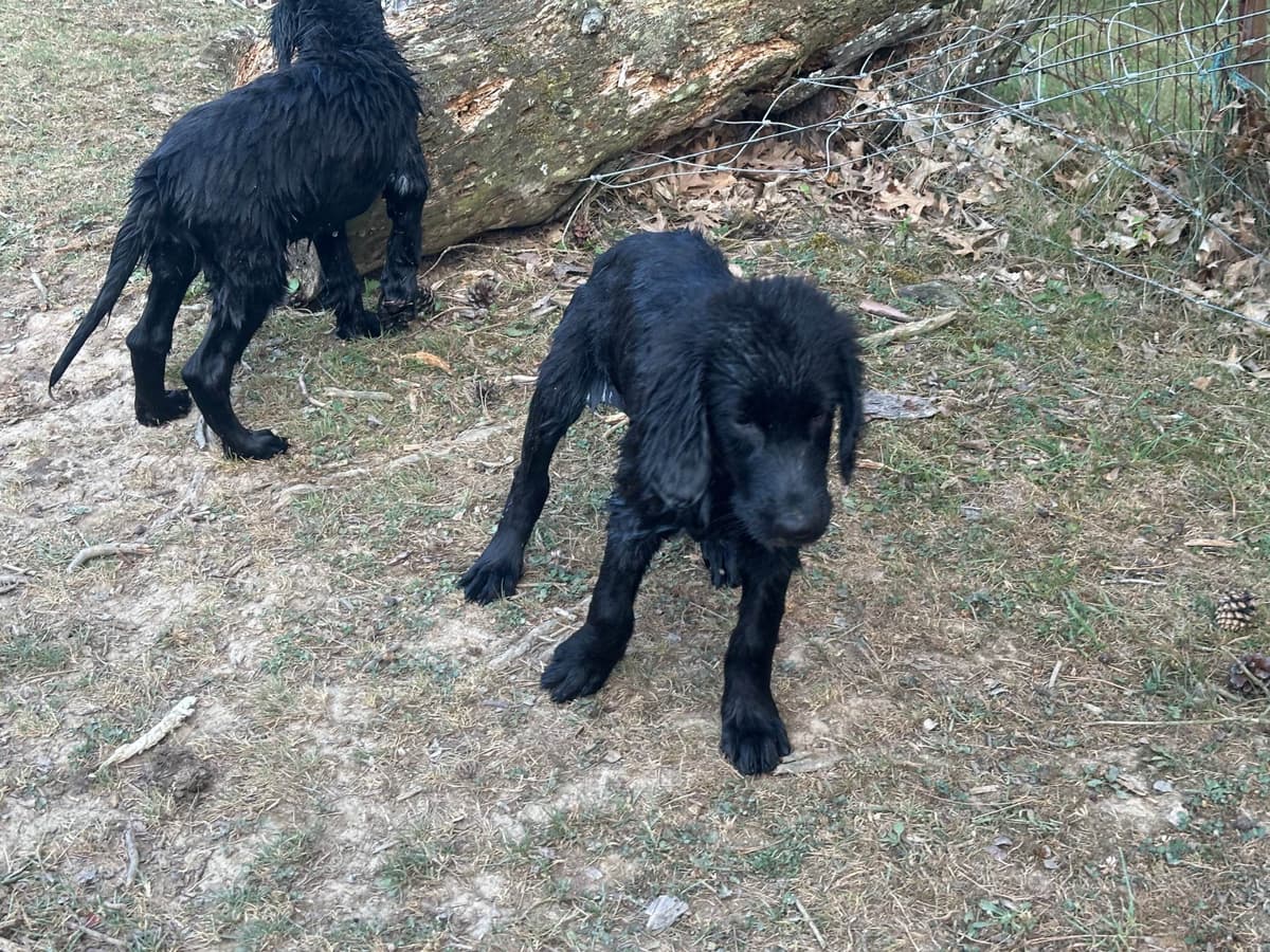 Loveable Flat-Coated Retriever Puppies breeder image 16