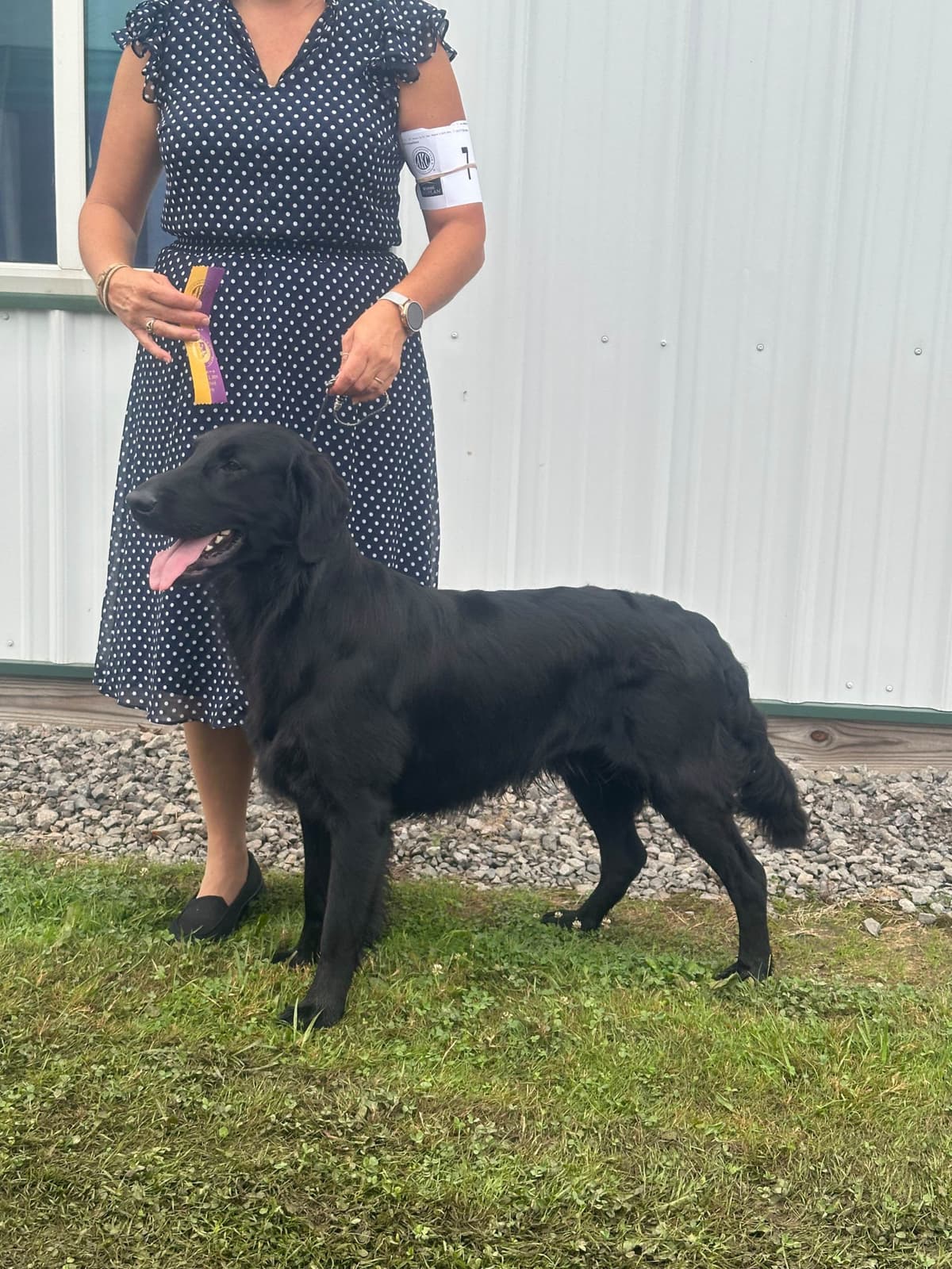 Loveable Flat-Coated Retriever Puppies breeder image 21