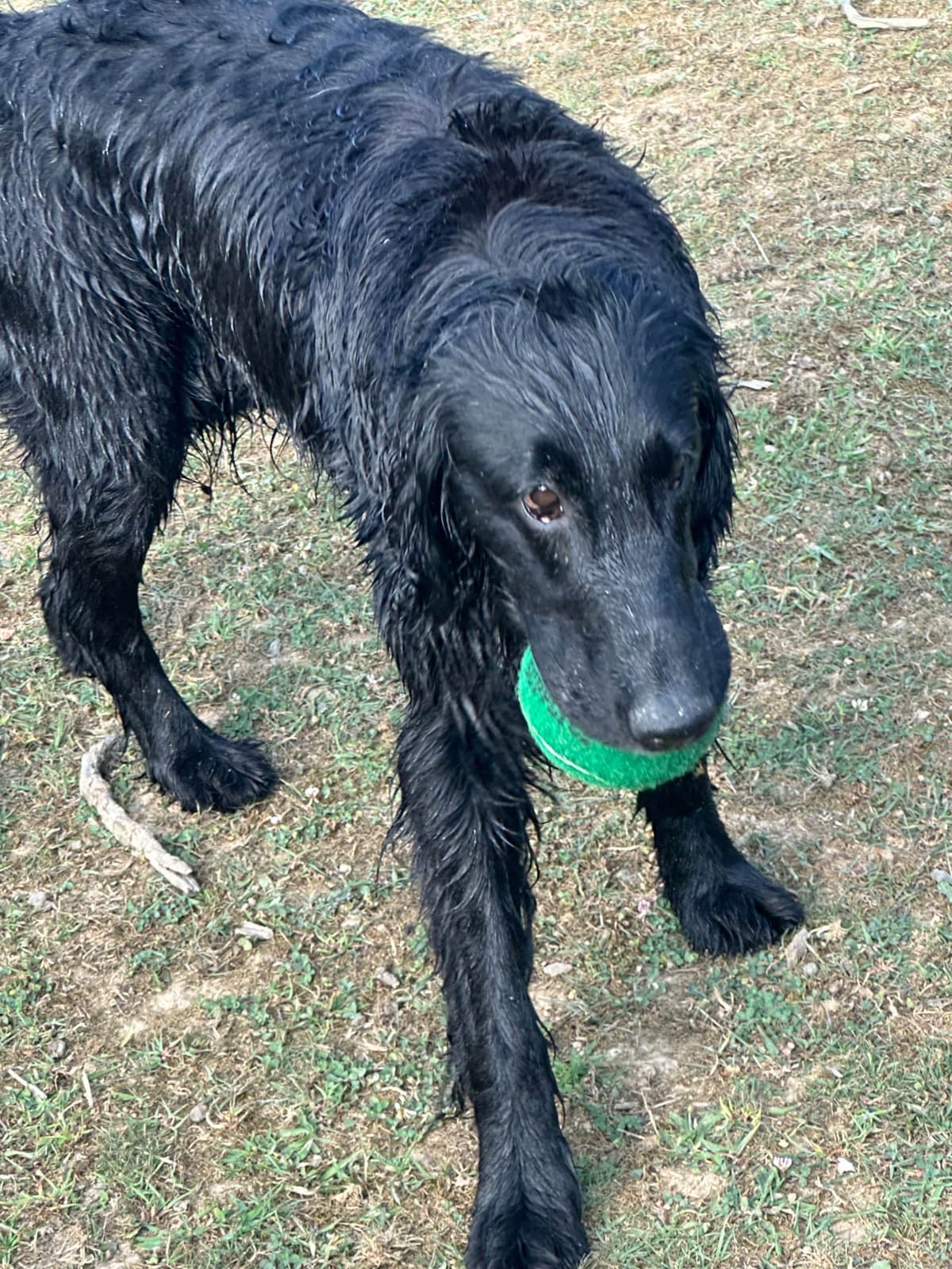Loveable Flat-Coated Retriever Puppies breeder image 24