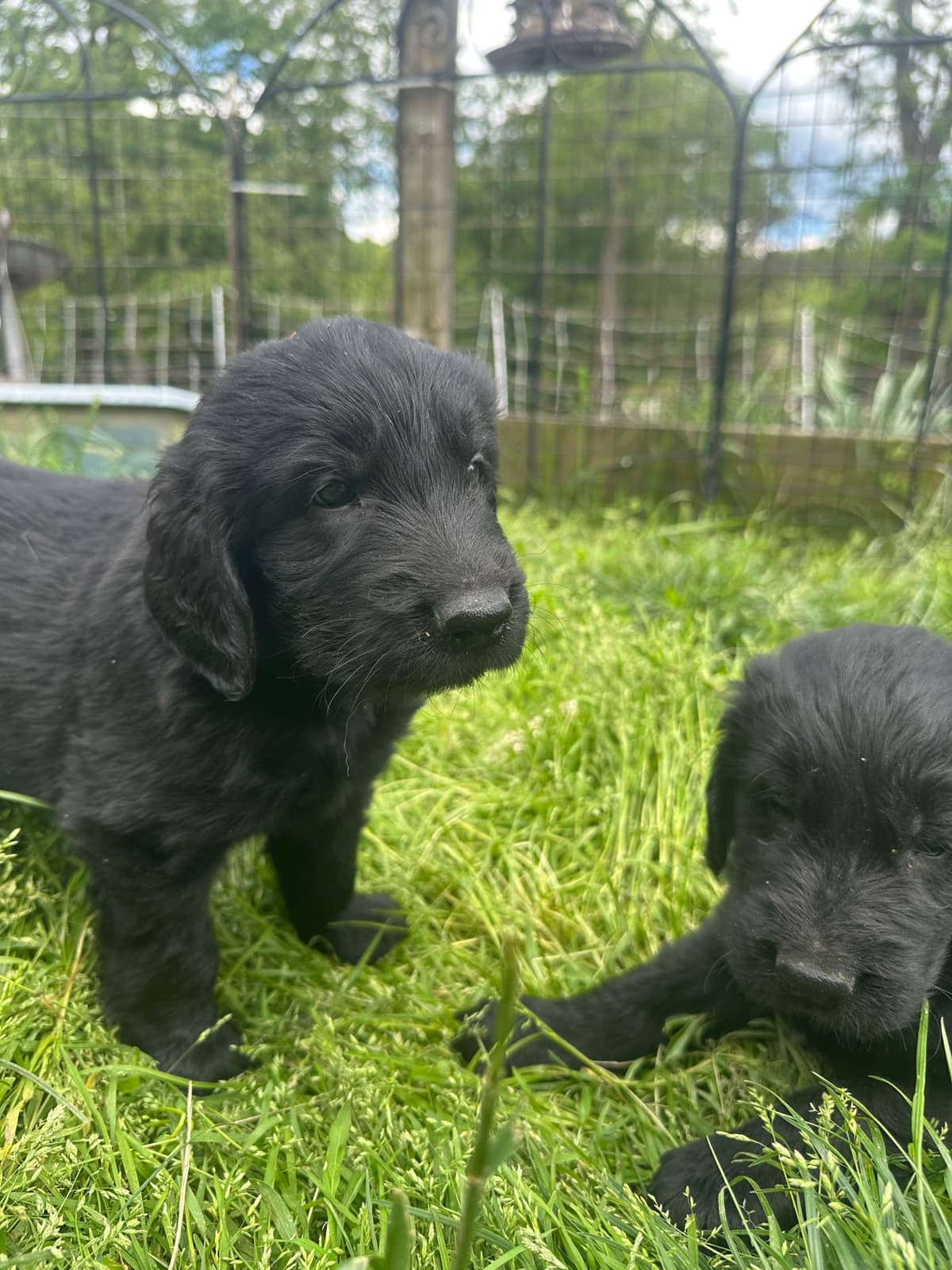 Loveable Flat-Coated Retriever Puppies breeder image 26