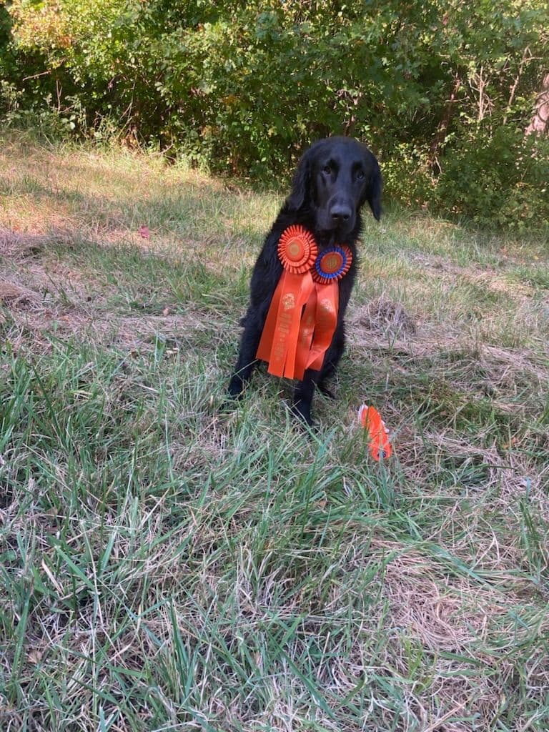 Loveable Flat-Coated Retriever Puppies breeder image 27