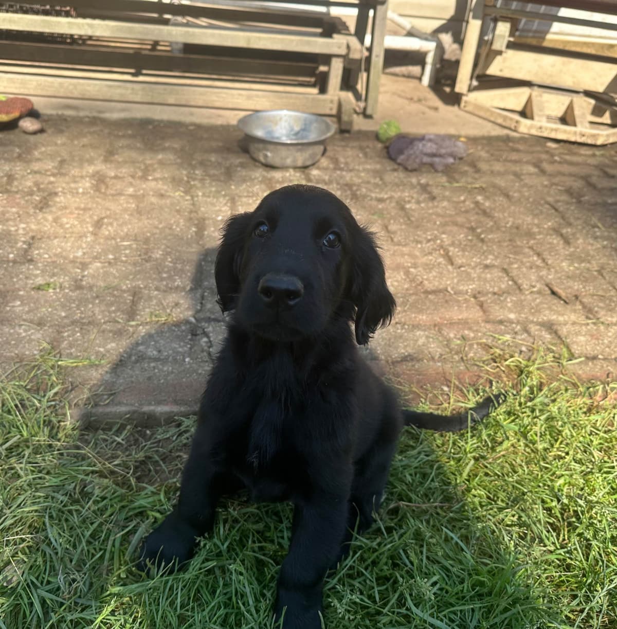 Loveable Flat-Coated Retriever Puppies breeder image 28