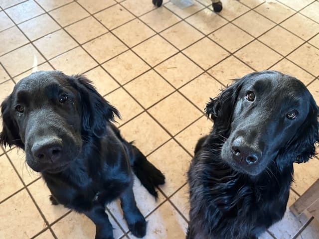 Loveable Flat-Coated Retriever Puppies media 2