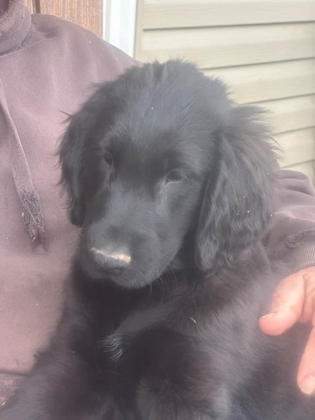 Loveable Flat-Coated Retriever Puppies media 4