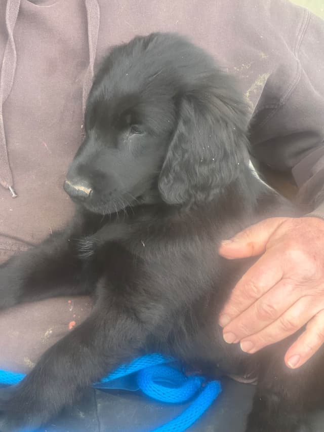 Loveable Flat-Coated Retriever Puppies media 3