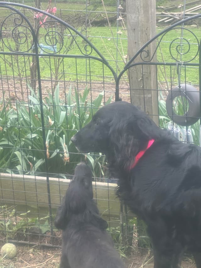 Loveable Flat-Coated Retriever Puppies media 5