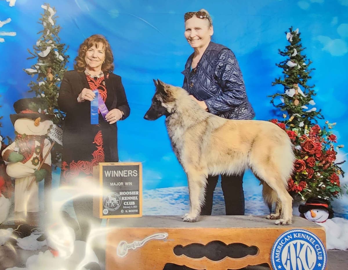 Belgian Tervuren Puppies breeder image 2