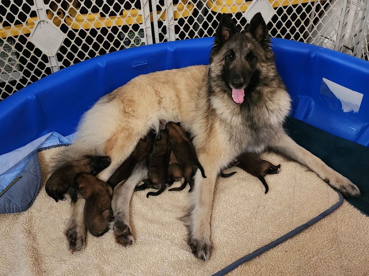 Belgian Tervuren Puppies breeder image 1