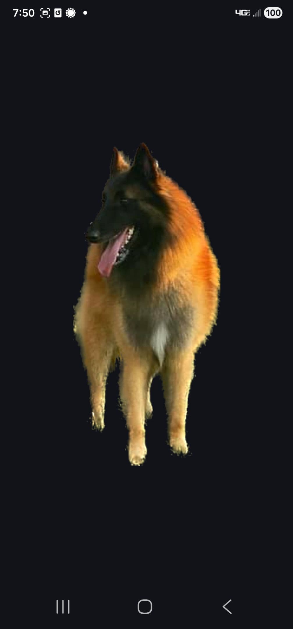 Belgian Tervuren Puppies breeder image 5