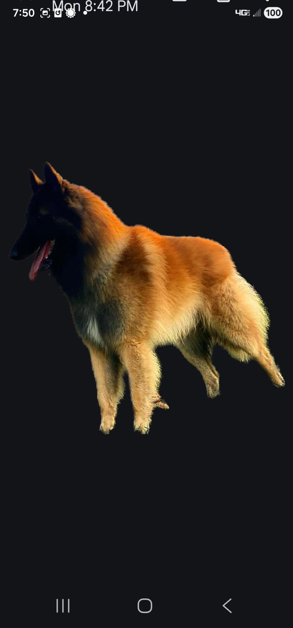 Belgian Tervuren Puppies breeder image 4