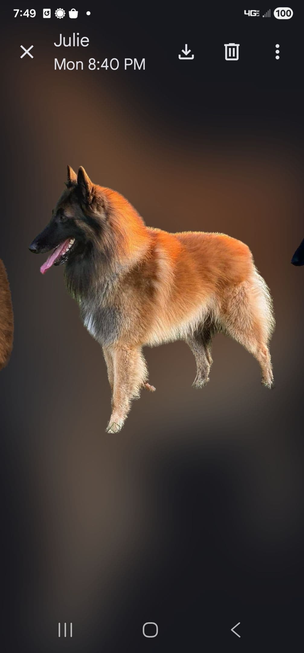 Belgian Tervuren Puppies breeder image 6