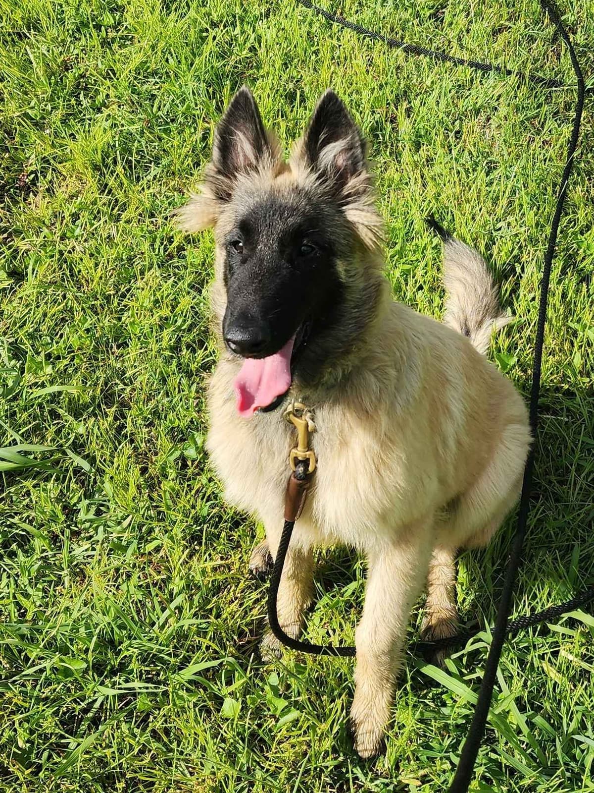 Belgian Tervuren Puppies breeder image 7
