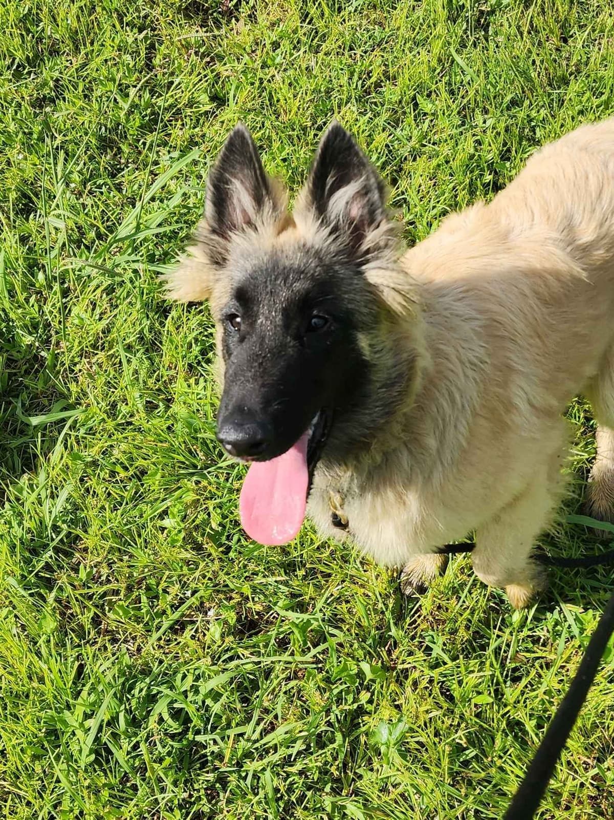 Belgian Tervuren Puppies breeder image 8