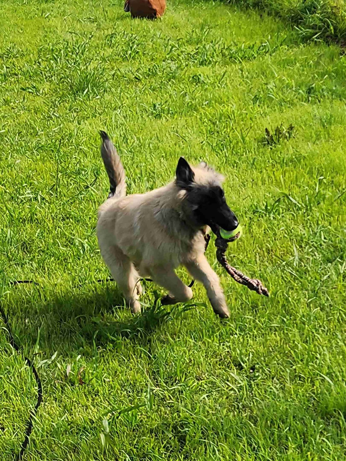 Belgian Tervuren Puppies breeder image 9