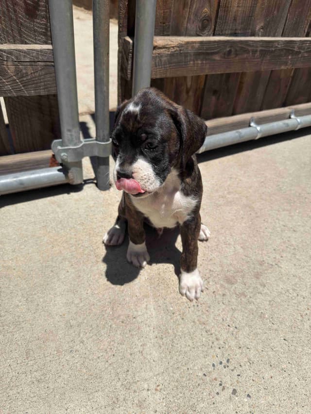 Boxer Puppies media 2