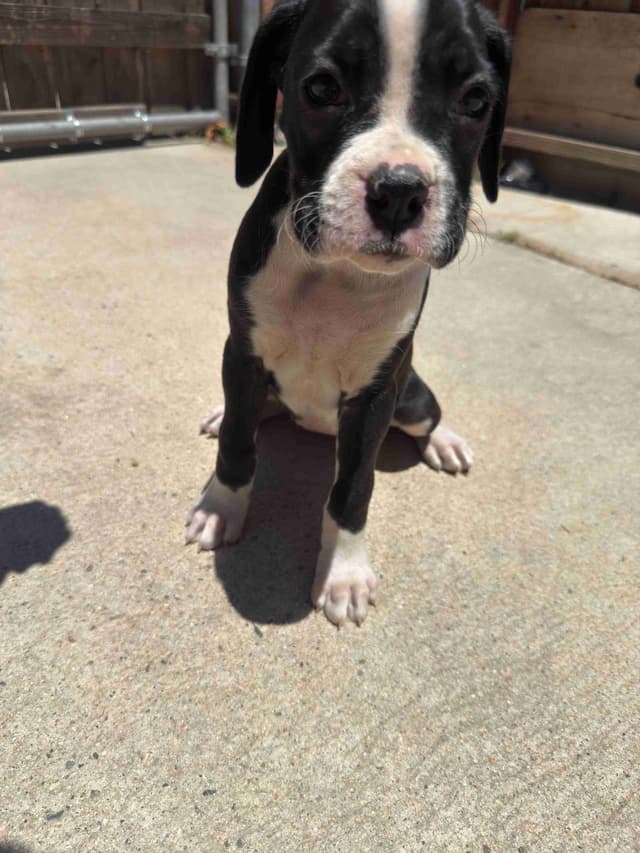Boxer Puppies media 3