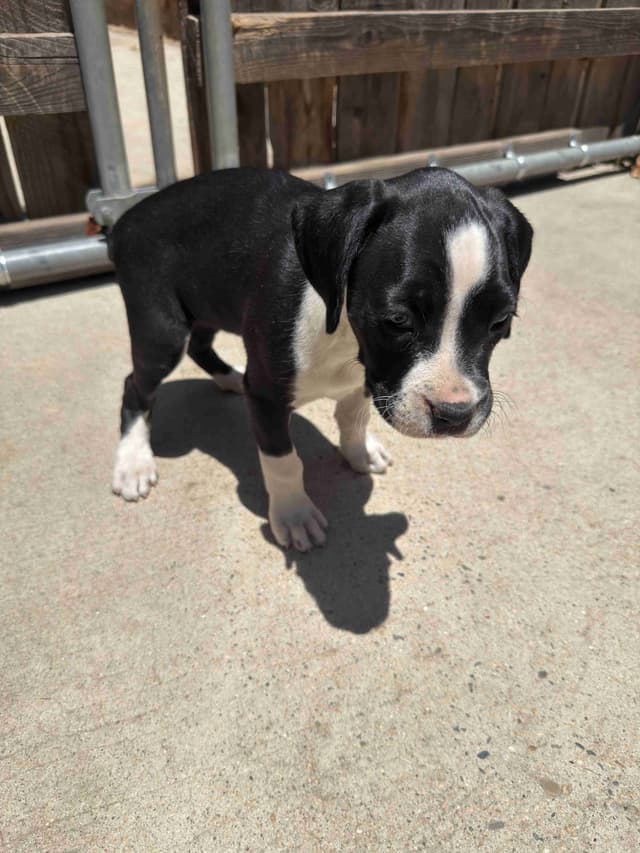 Boxer Puppies media 5