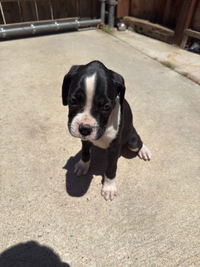 Boxer Puppies media 7