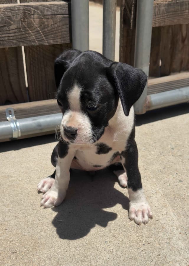 Boxer Puppies media 9