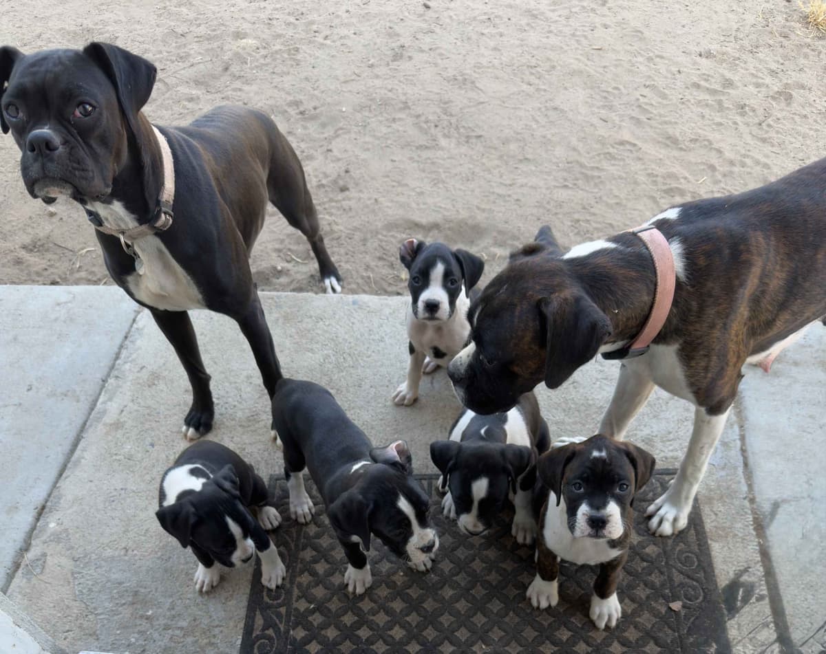 Boxer Puppies breeder image 1
