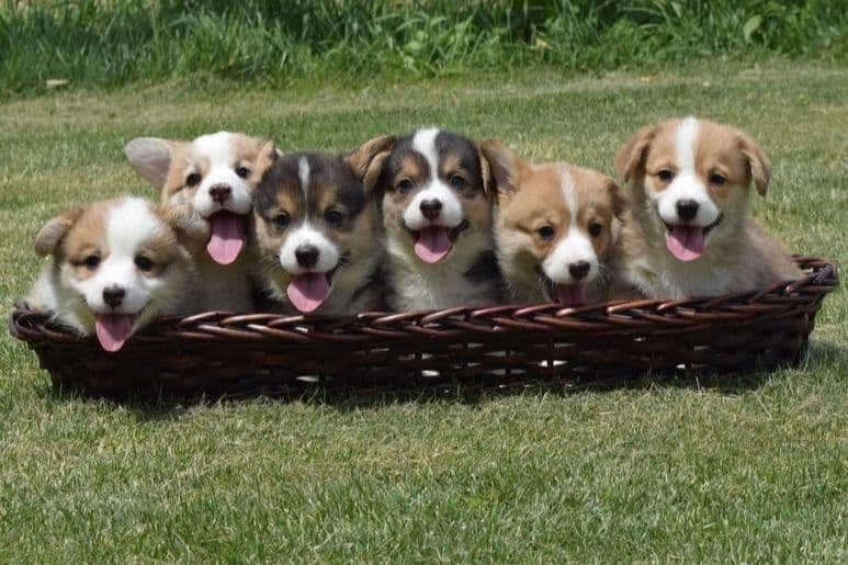 Indian Creek Corgis - Crystal breeder image 1