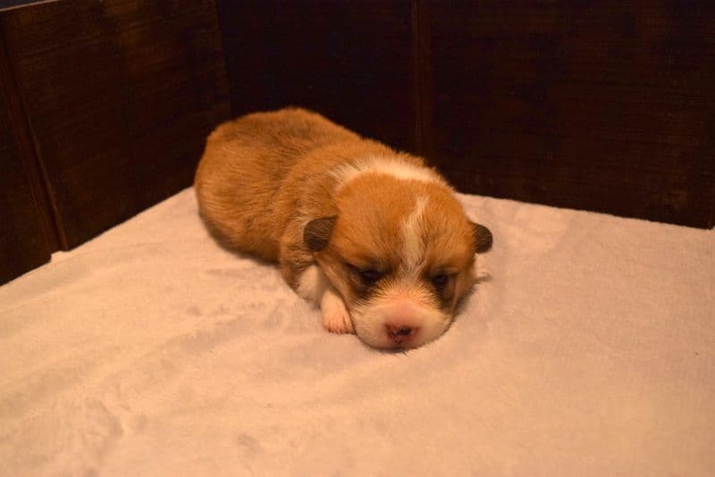 Indian Creek Corgis - Crystal breeder image 3