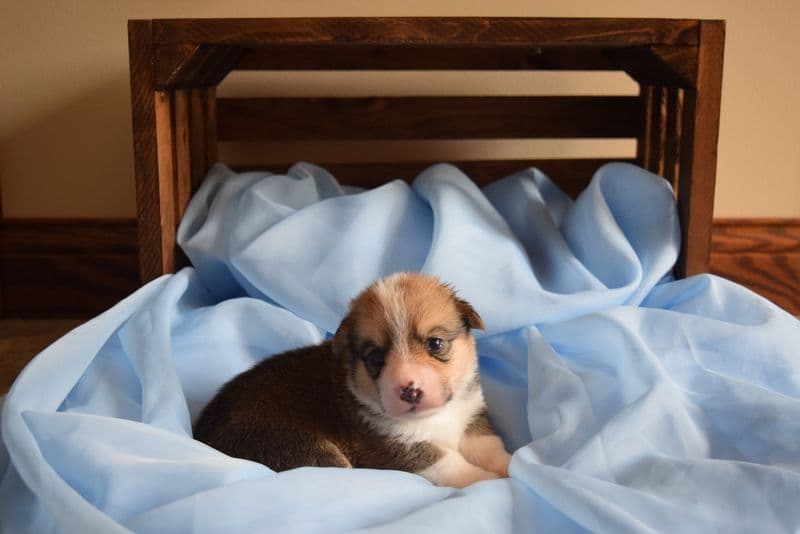 Indian Creek Corgis - Crystal breeder image 35