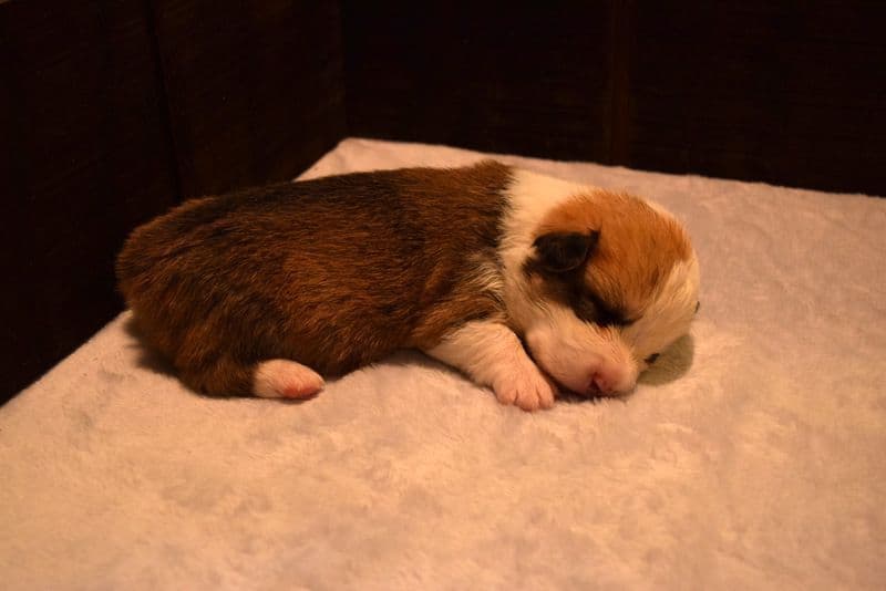Indian Creek Corgis - Crystal breeder image 7