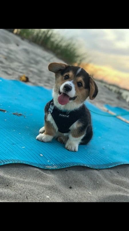 Indian Creek Corgis - Crystal breeder image 8