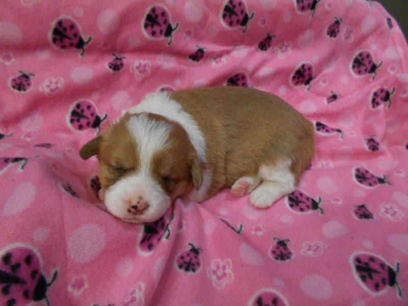 Indian Creek Corgis - Crystal breeder image 10