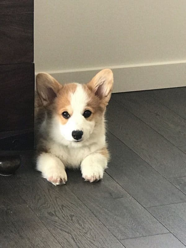 Indian Creek Corgis - Crystal breeder image 5