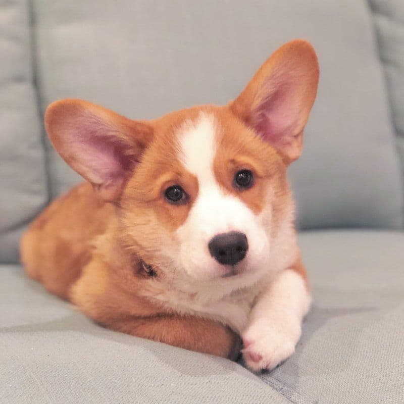 Indian Creek Corgis - Crystal breeder image 11
