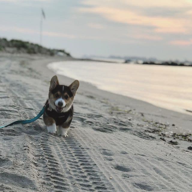Indian Creek Corgis - Crystal breeder image 12