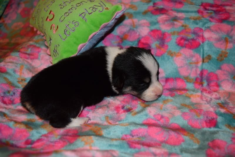 Indian Creek Corgis - Crystal breeder image 13