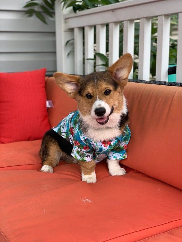 Indian Creek Corgis - Crystal breeder image 14