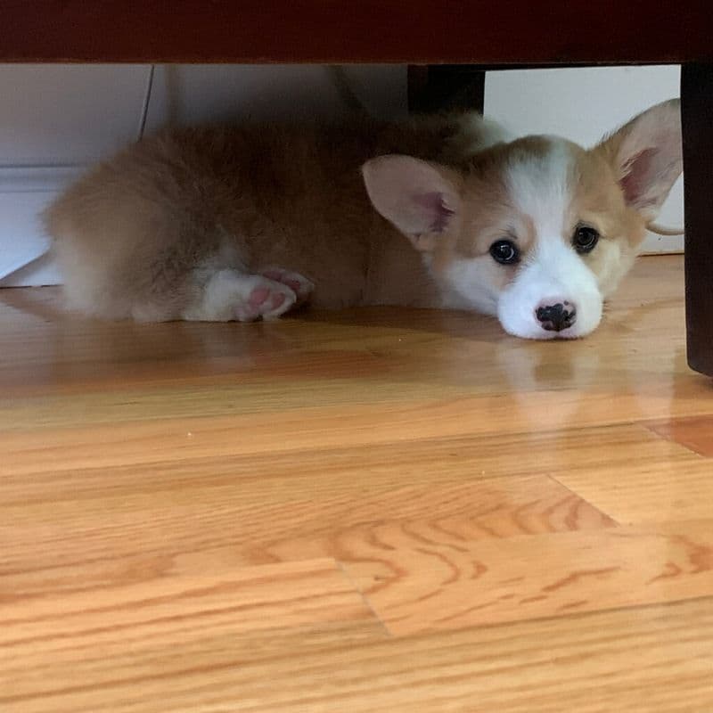 Indian Creek Corgis - Crystal breeder image 17