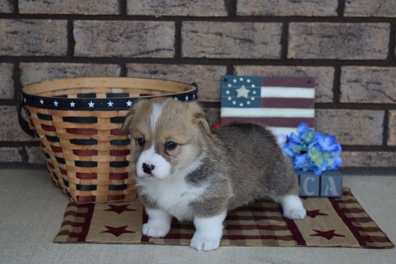 Indian Creek Corgis - Crystal breeder image 16