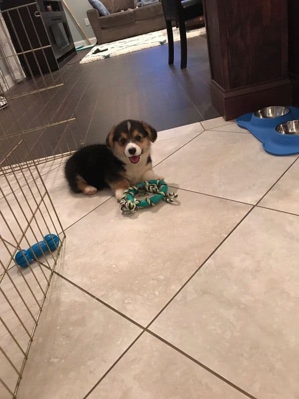 Indian Creek Corgis - Crystal breeder image 15
